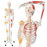 Schelet uman didactic cu mușchi pictați, 181,5 cm, suport cu