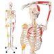 Schelet uman didactic cu mușchi pictați, 181,5 cm, suport cu