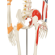 Schelet uman didactic cu mușchi pictați, 181,5 cm, suport cu