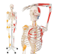 Schelet uman didactic cu mușchi pictați, 181,5 cm, suport cu