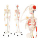 Schelet uman didactic cu mușchi pictați, 181,5 cm, suport cu