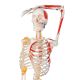 Schelet uman didactic cu mușchi pictați, 181,5 cm, suport cu