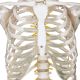 Model schelet anatomic, 181,5 cm