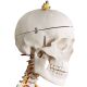 Model schelet anatomic, 181,5 cm