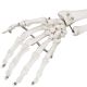 Model schelet anatomic, 181,5 cm