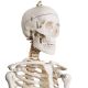 Model schelet anatomic, 181,5 cm