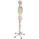 Model schelet anatomic, 181,5 cm