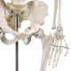 Model schelet anatomic, 181,5 cm