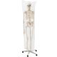 Model schelet anatomic, 181,5 cm