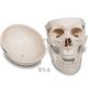 Model schelet anatomic, 181,5 cm