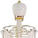 Model schelet anatomic, 181,5 cm