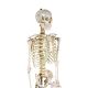 Model schelet anatomic, 181,5 cm