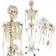 Model schelet anatomic, 181,5 cm