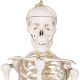 Model schelet anatomic, 181,5 cm