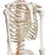 Model schelet anatomic, 181,5 cm