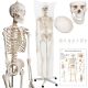 Model schelet anatomic, 181,5 cm