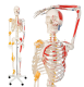 JAGO Anatomia umană Schelet cu detalii de musculari, 181 cm