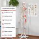 JAGO Anatomia umană Schelet cu detalii de musculari, 181 cm