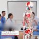 JAGO Anatomia umană Schelet cu detalii de musculari, 181 cm