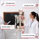 JAGO Anatomia umană Schelet cu detalii de musculari, 181 cm