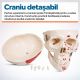 JAGO Anatomia umană Schelet cu detalii de musculari, 181 cm