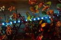 Cablu luminos LED - 360 minibeculețe, 10 m, albastru