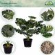 PLANTASIA Planta artificiala monstera, 60 cm