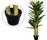 PLANTASIA - Copac artificial Dracaena 120 cm, 81 frunze