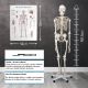 Model schelet anatomic, 181,5 cm