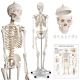 Model schelet anatomic, 181,5 cm