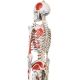 JAGO Anatomia umană Schelet cu detalii de musculari, 181 cm